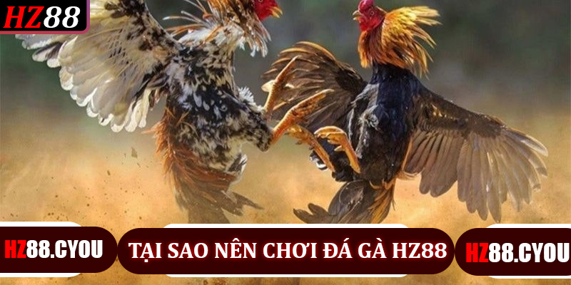 Chiến Thuật Đá Gà HZ88 - Bí Quyết Tối Đa Hóa Cơ Hội Thắng Tại HZ88 - hz88.cyou - TERAJO.LIVE