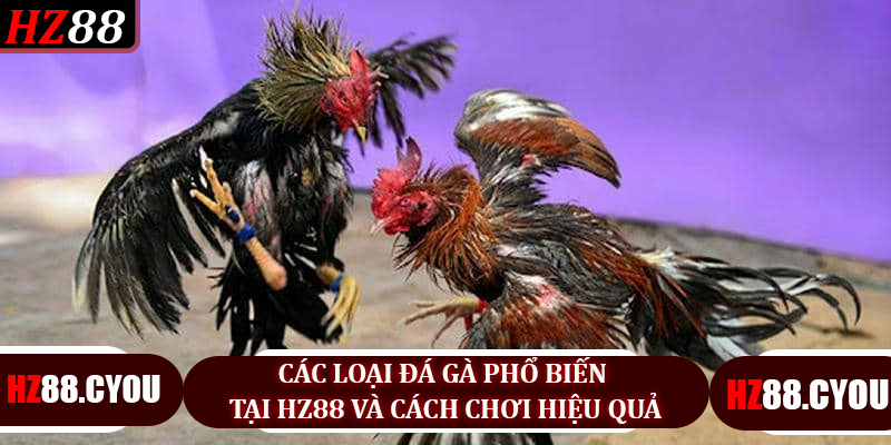 Chiến Thuật Đá Gà HZ88 - Bí Quyết Tối Đa Hóa Cơ Hội Thắng Tại HZ88 - hz88.cyou - TERAJO.LIVE