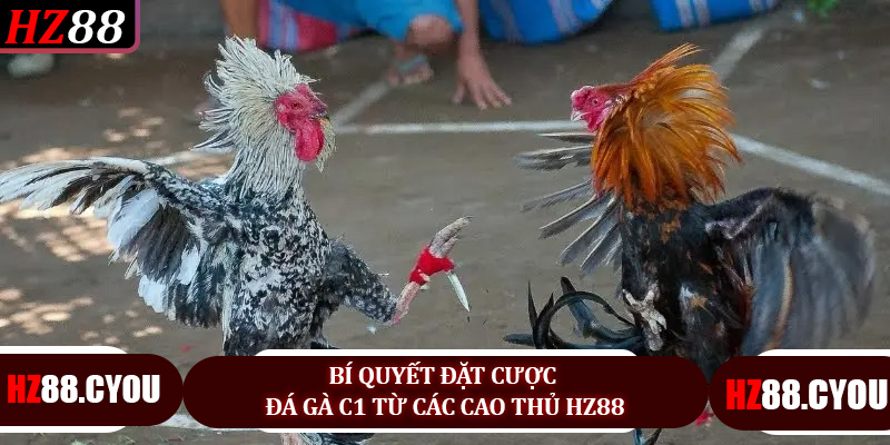 Đá Gà C1 HZ88: Chiến Thuật Thông Minh, Cơ Hội Nhận Thưởng Lớn - hz88.cyou - TERAJO.LIVE