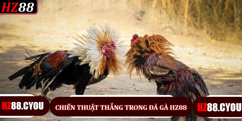 Chiến Thuật Đá Gà HZ88 - Bí Quyết Tối Đa Hóa Cơ Hội Thắng Tại HZ88 - hz88.cyou - TERAJO.LIVE