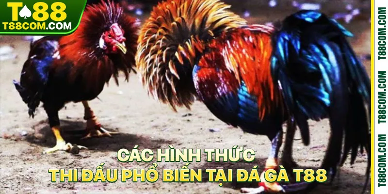 Đá Gà T88 – Đỉnh Cao Trường Gà Đẳng Cấp Quốc Tế 2026 - TERAJO.LIVE