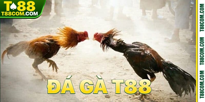 ĐÁ GÀ - t88 - TERAJO.LIVE