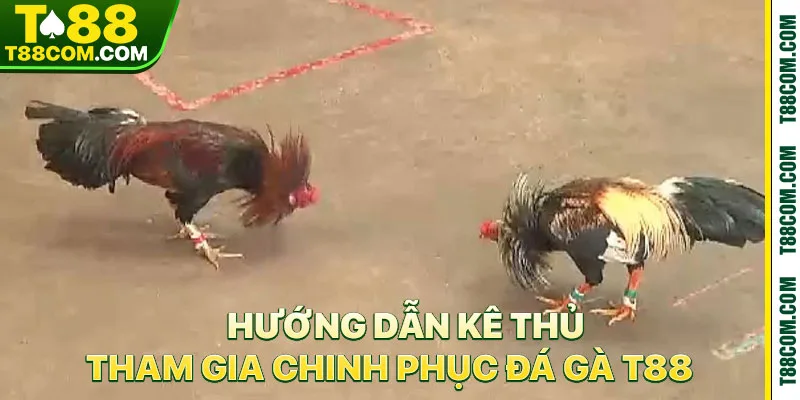 Đá Gà T88 – Đỉnh Cao Trường Gà Đẳng Cấp Quốc Tế 2026 - TERAJO.LIVE