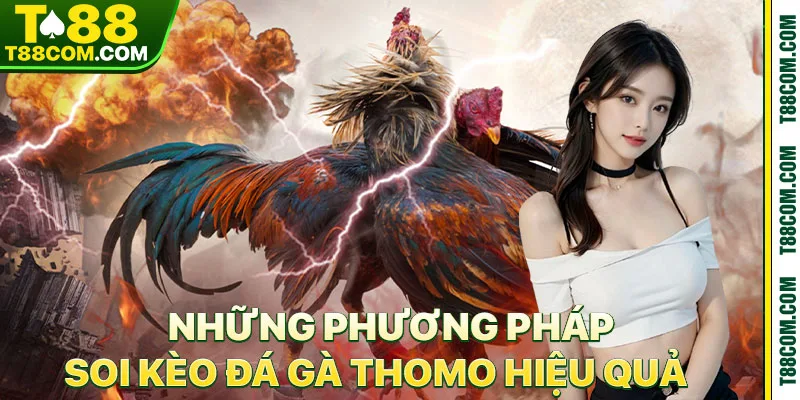Đá Gà Thomo – Đấu Trường Nảy Lửa Và Cơ Hội Đổi Đời 2026 - TERAJO.LIVE