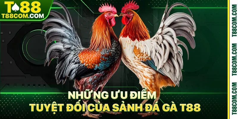 Đá Gà T88 – Đỉnh Cao Trường Gà Đẳng Cấp Quốc Tế 2026 - TERAJO.LIVE